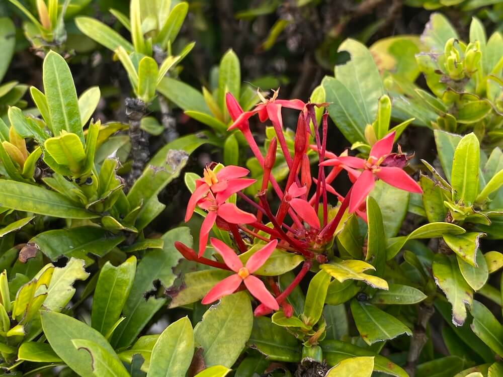 赤いサンタンカ