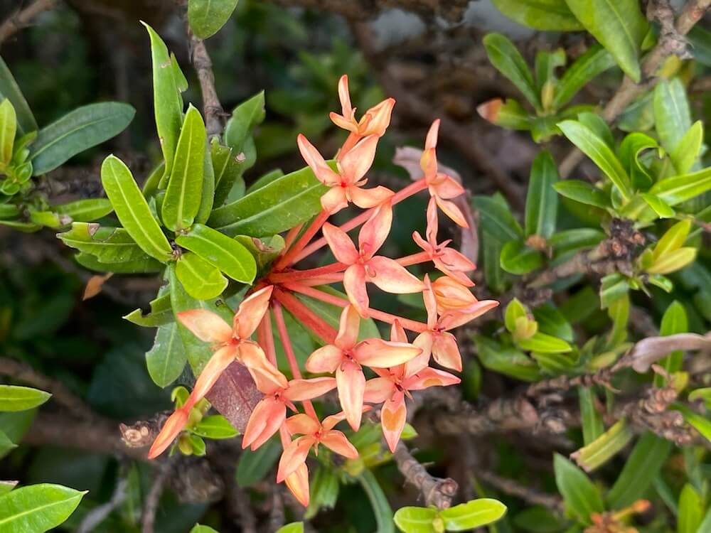 ピンク色のサンタンカの花