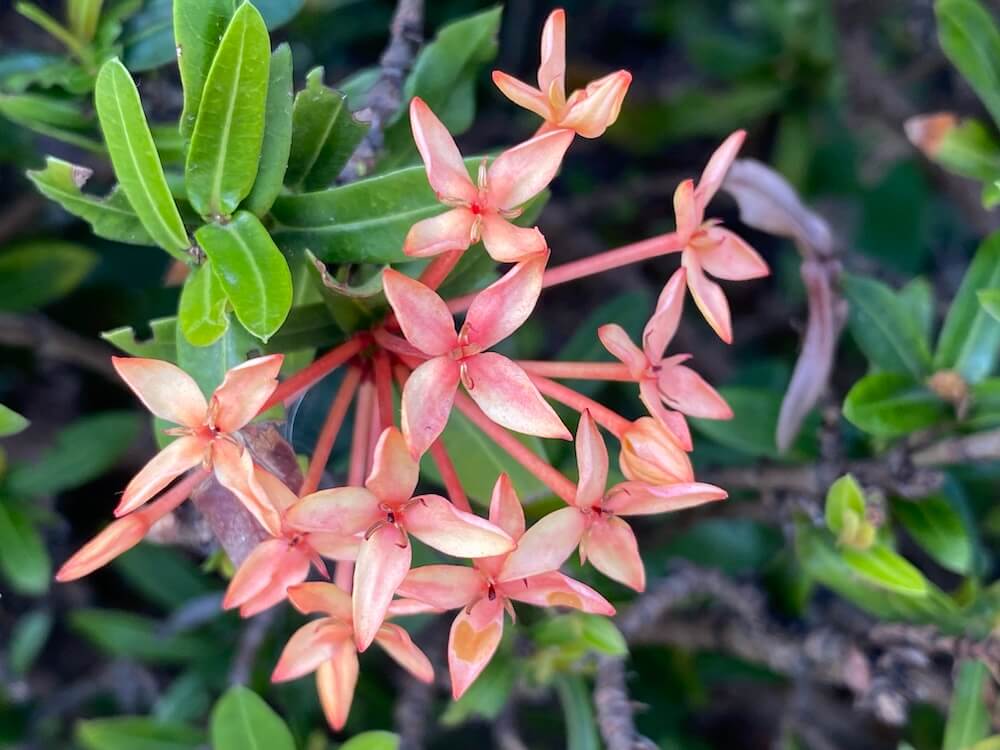 ピンク色のサンタンカの花拡大