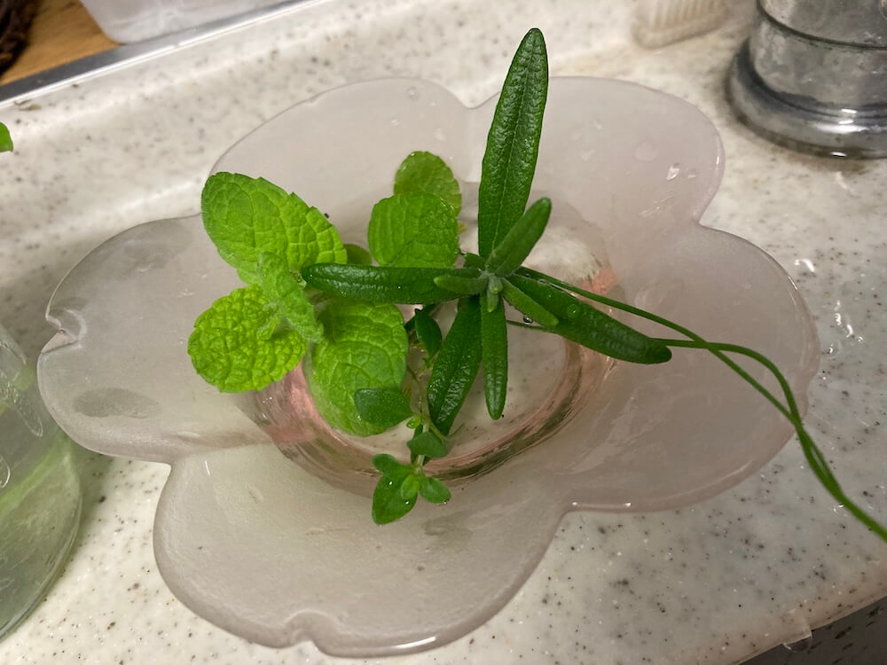 那覇のベランダで摘んだハーブ達