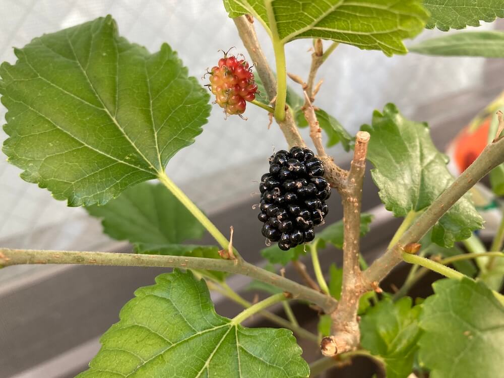 熟したマルベリー