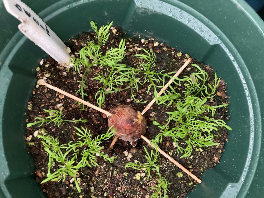 まだ芽が出ていないアボカド