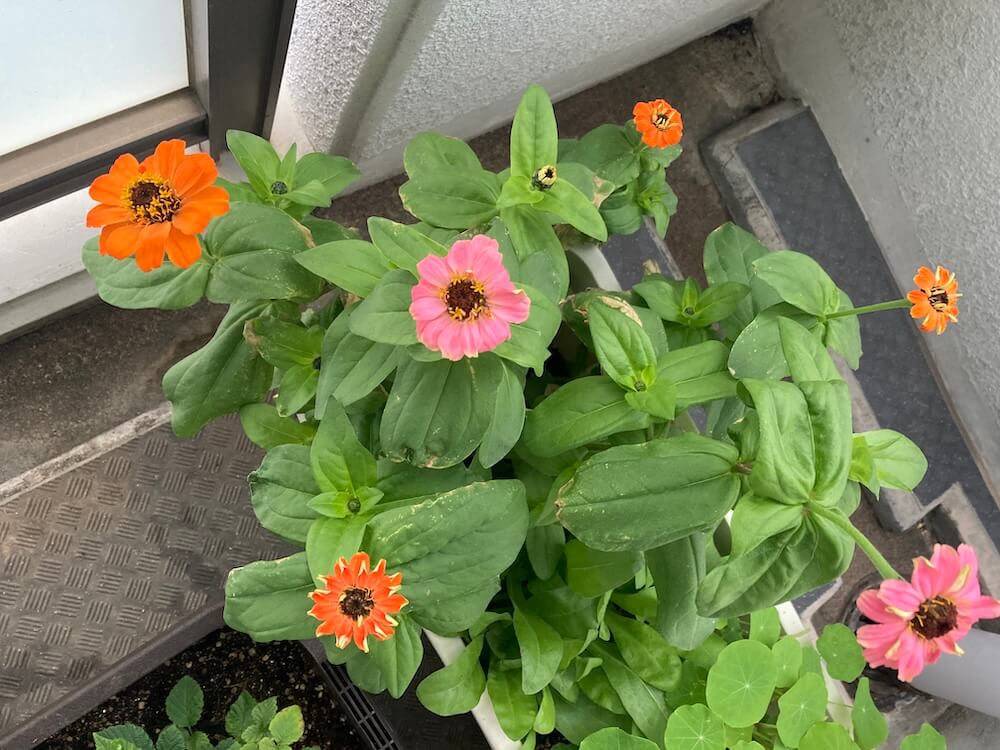 ジニアの花が次々に咲くベランダ