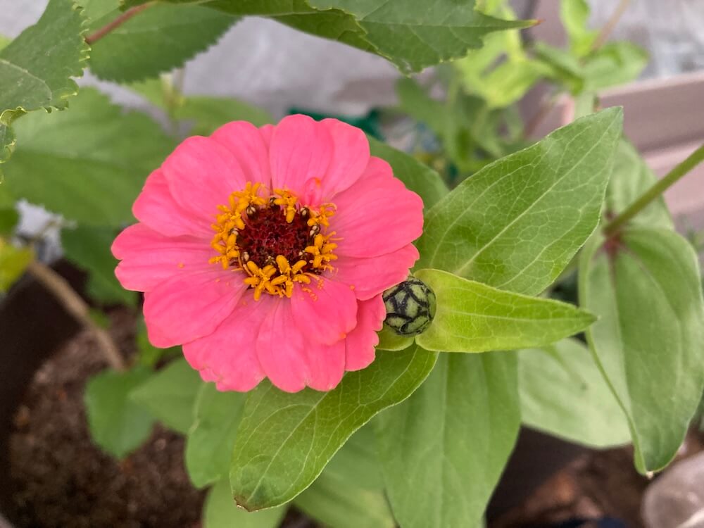 ピンク色のジニア