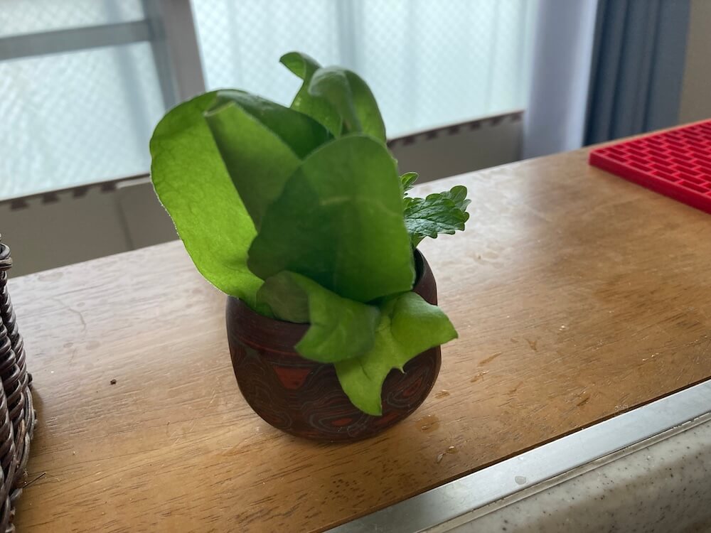 キンセンカの葉っぱ