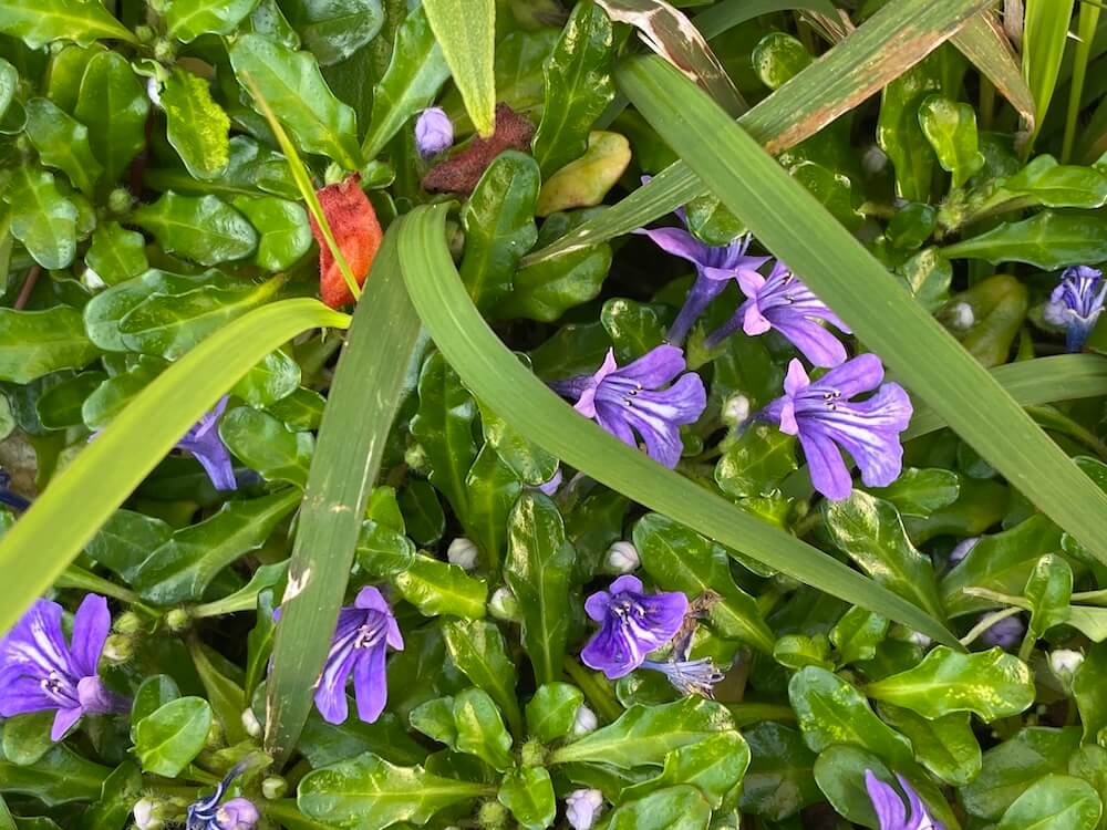 オキナワキランソウ（ヒメキランソウ）