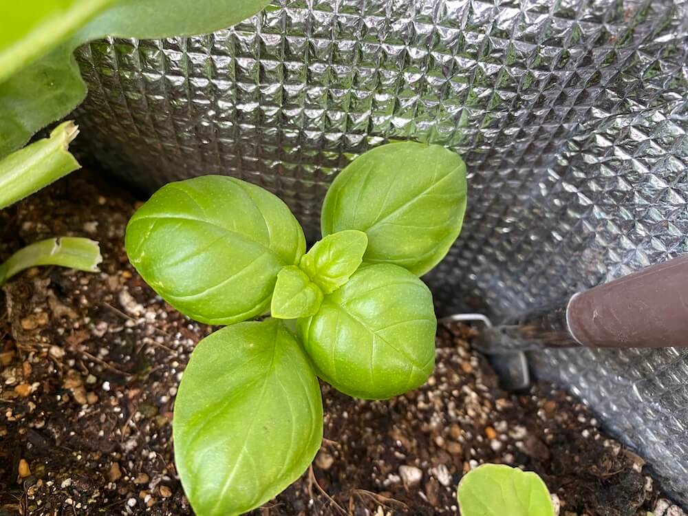 育つバジル