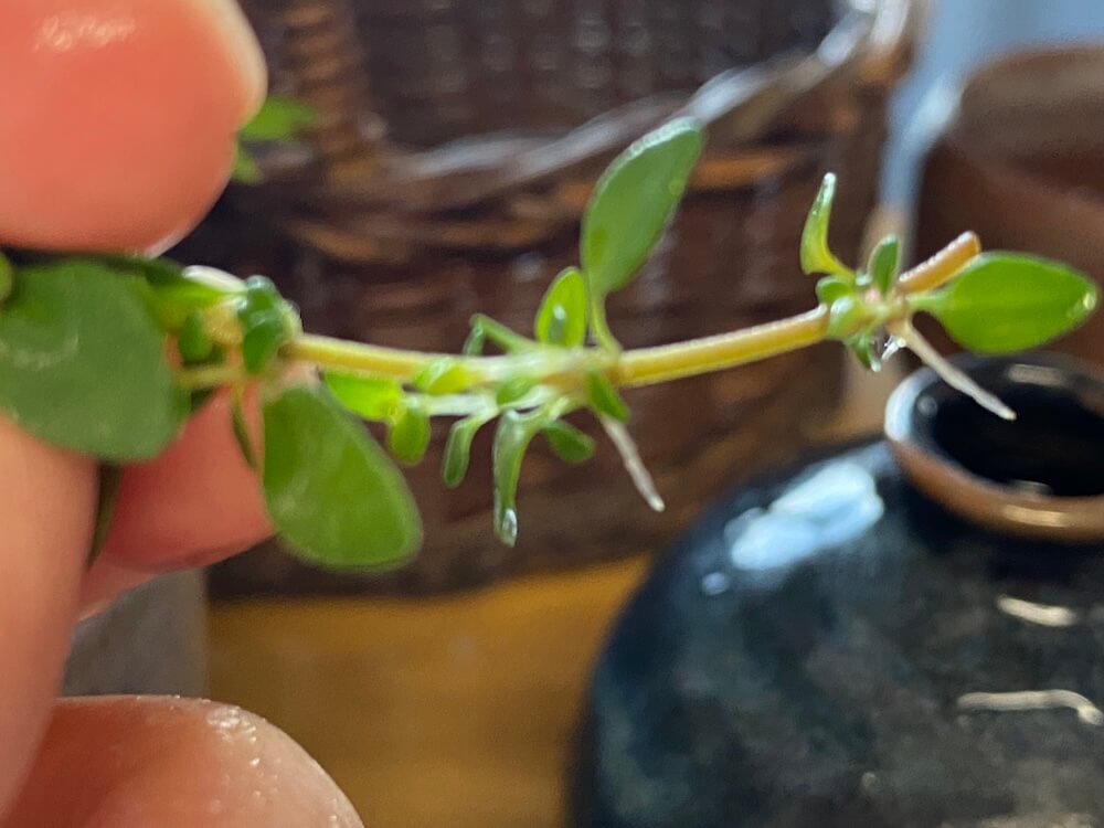 レモンタイムに根っこ