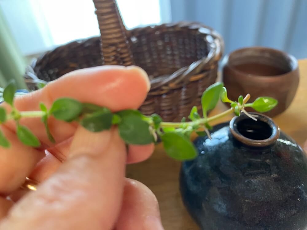 根っこが出たレモンタイム