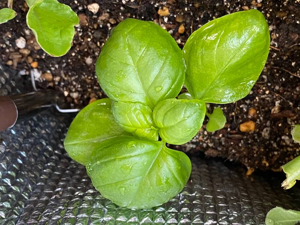 ベランダのハーブ、バジル