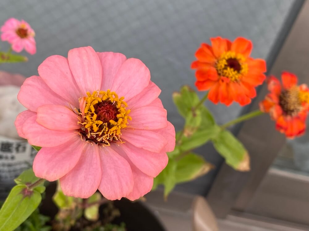 ジニアの花も満開