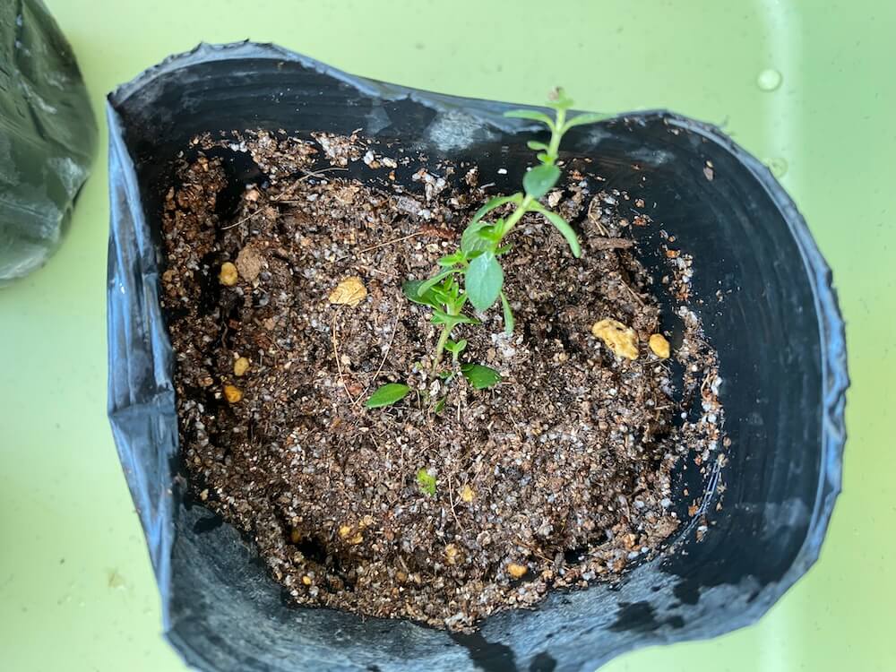 ビニールポットに植えたレモンタイム