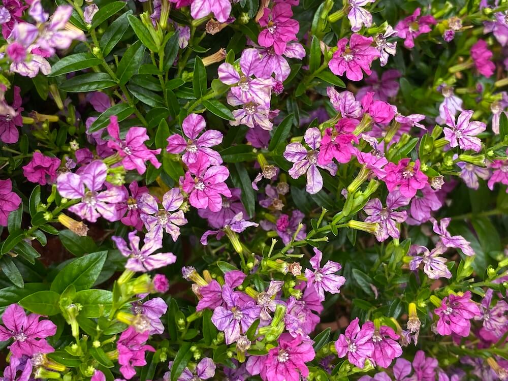 クフェアが可愛い