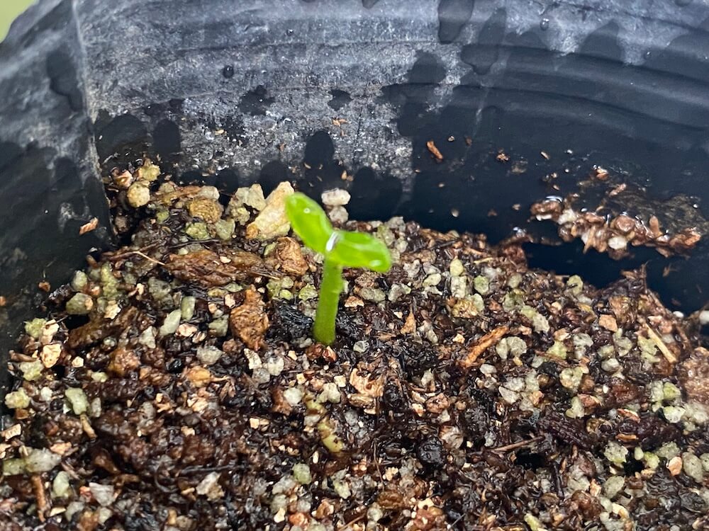 沖縄みかんの可愛い双葉