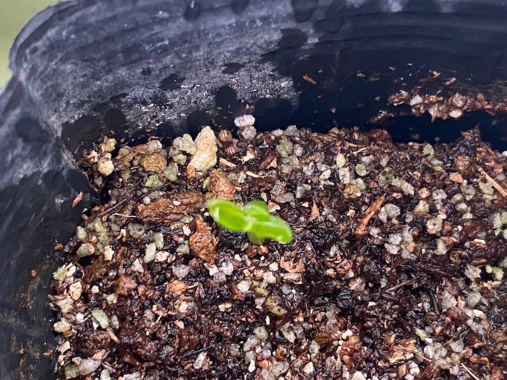 沖縄みかんの双葉