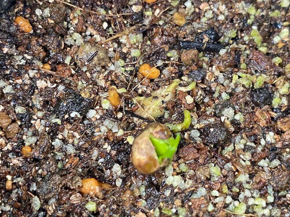 沖縄みかんの双葉