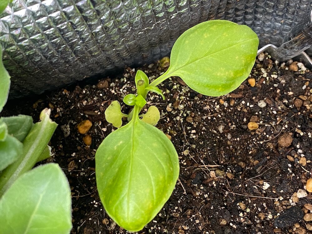 収穫後のバジル