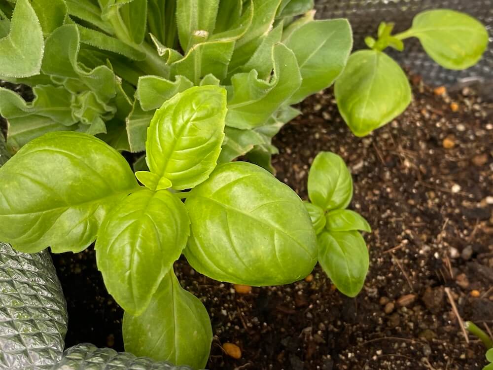 育つバジル