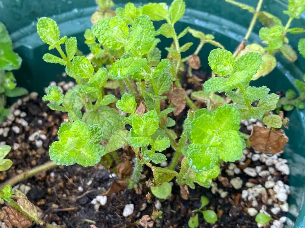 アップルミント