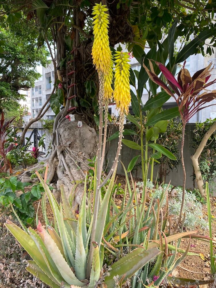 アロエベラの花?