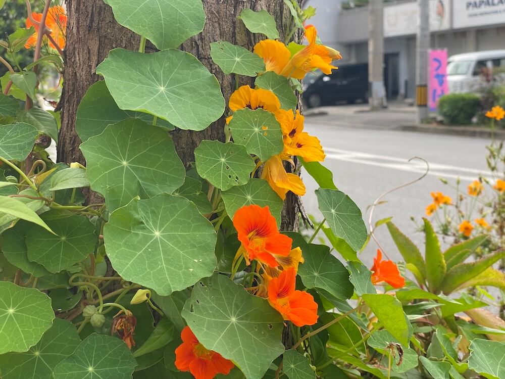 ナスタチウムの花