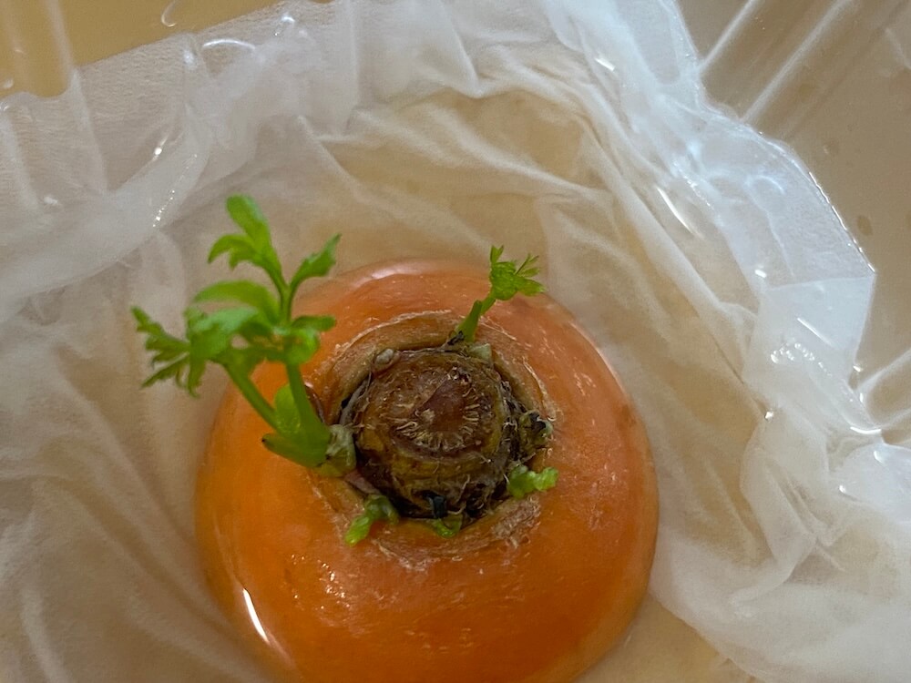 2026年3月30日人参の水栽培5日目で伸びた新芽４