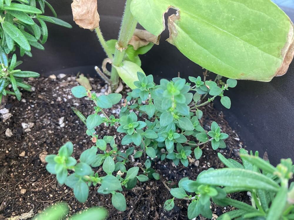 育つレモンタイム