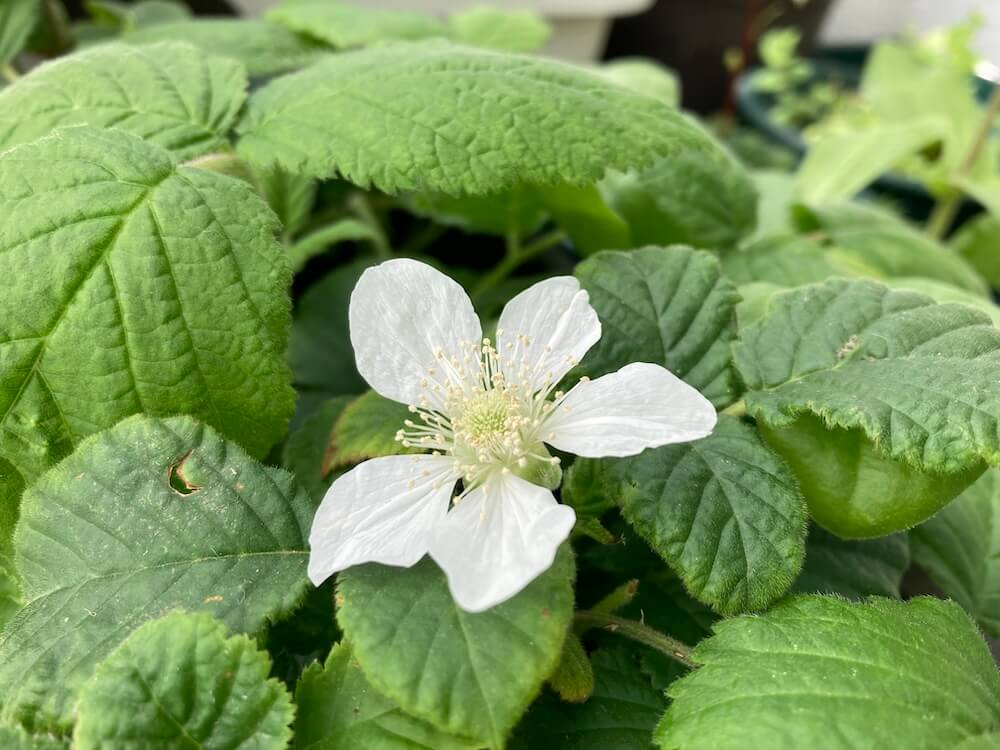 キレイな野いちごの花