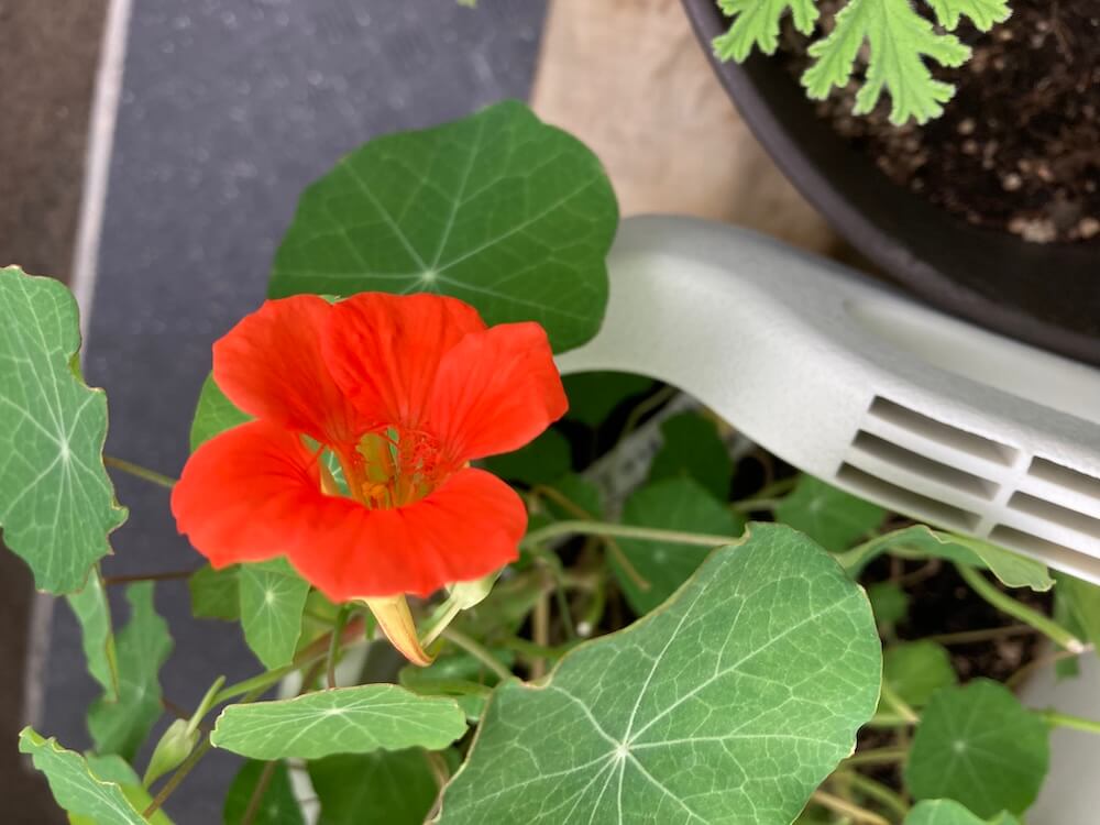 キレイなナスタチウムの花