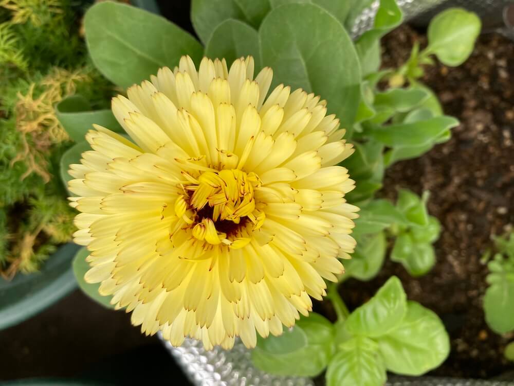 クリーム色のキンセンカ