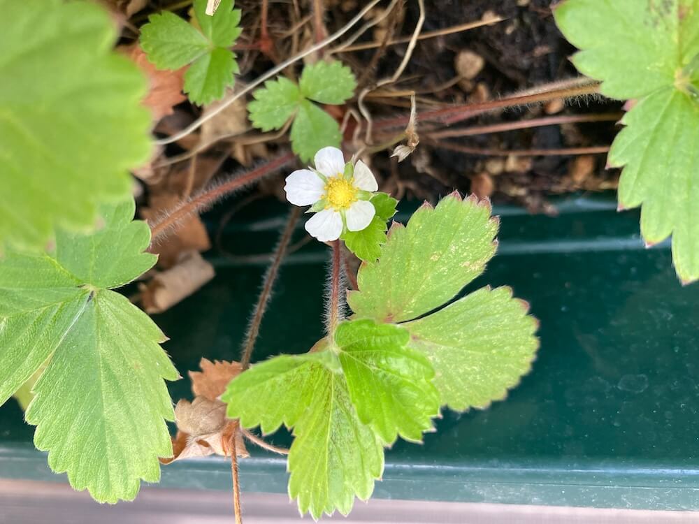 ワイルドストロベリーの花