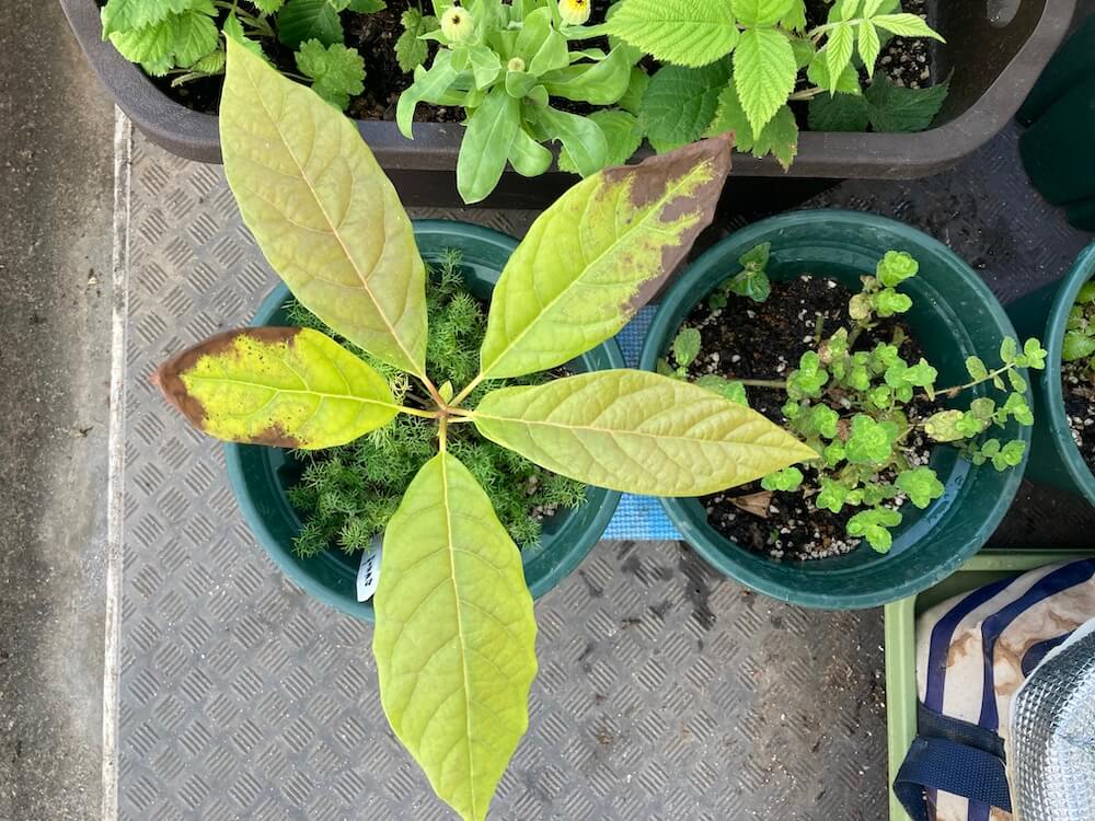 葉っぱの縁が黒ずむアボカド