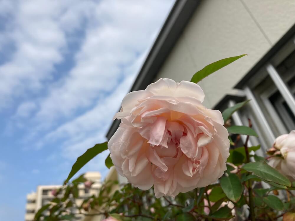 薔薇の花