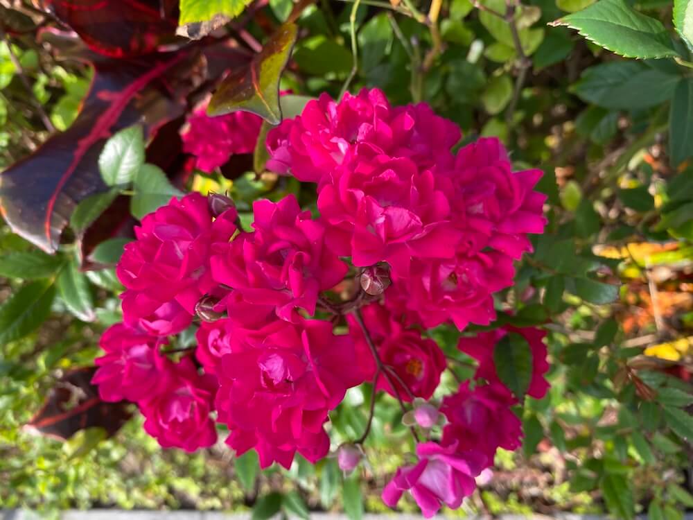 ミニバラが可愛い