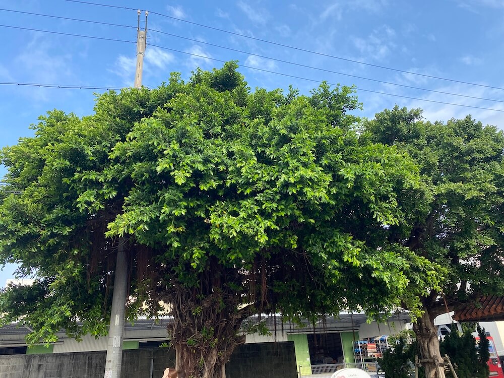 青空とガジュマルの木