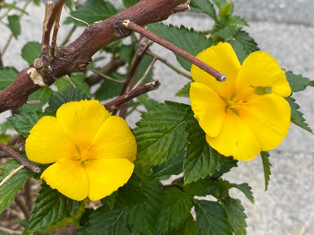 ターネラ・ウルミフォリアも綺麗