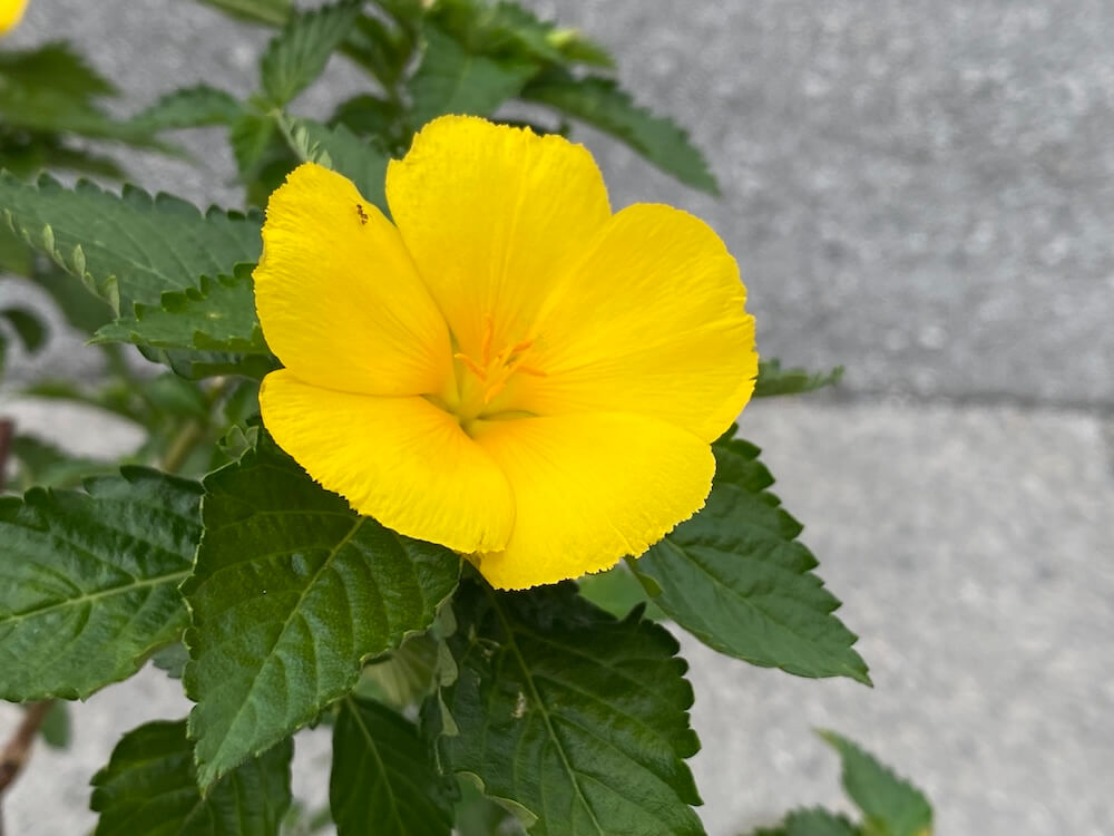 ターネラ・ウルミフォリアが可愛い