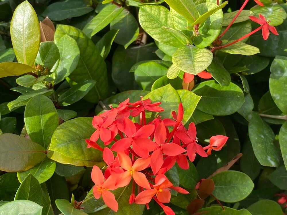 サンタンカの花が綺麗