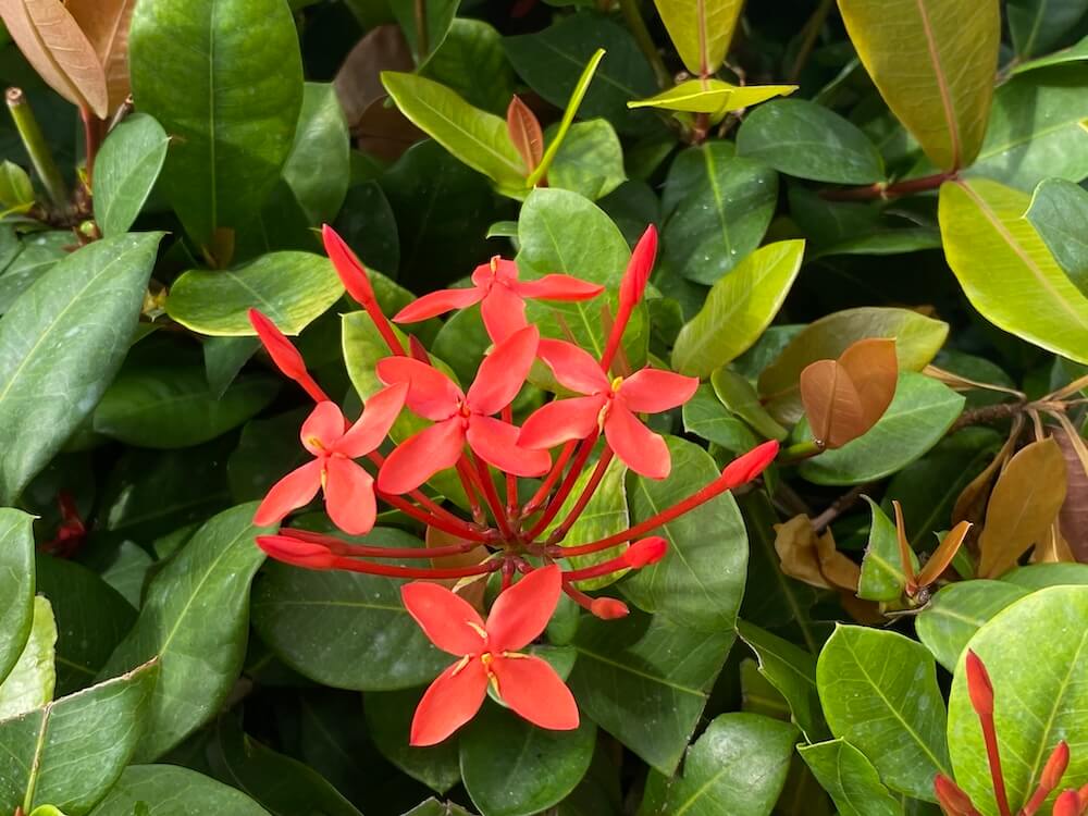 可愛いサンタンカ