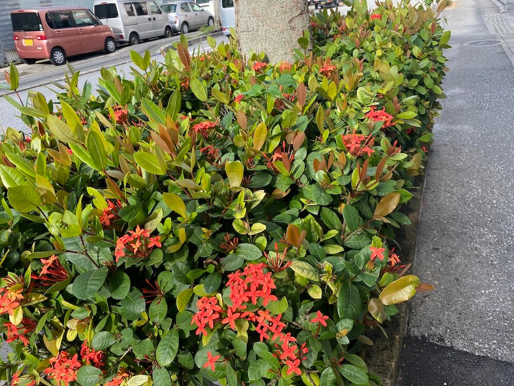 サンタンカの花