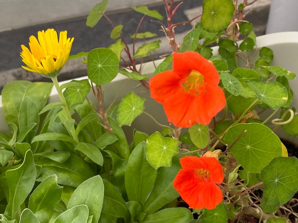 ナスタチウムとキンセンカの花達