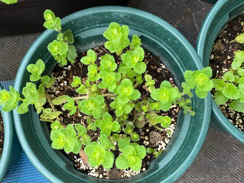 アップルミント