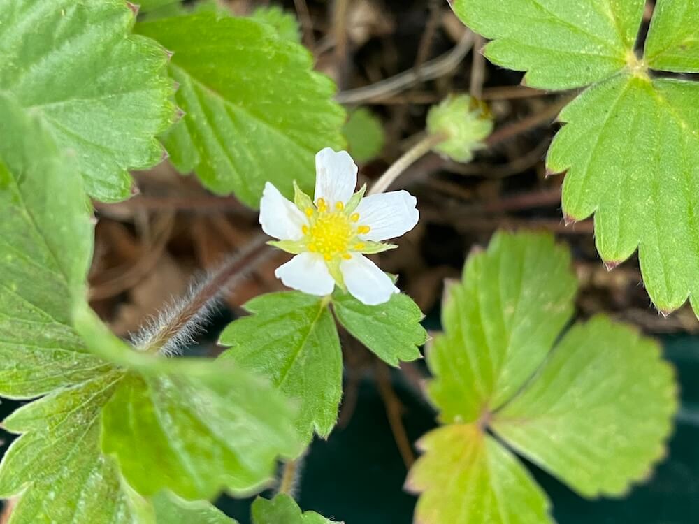 ワイルドストロベリー