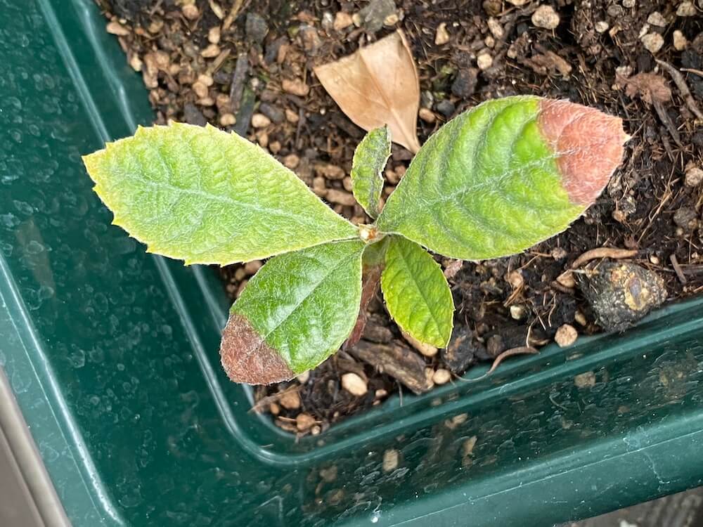 ビワの葉っぱも塩害で黒ずみ少し