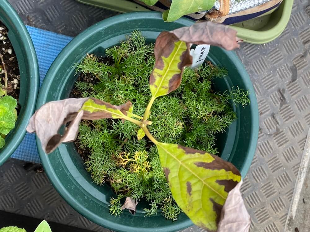 アボカドの葉っぱが塩害