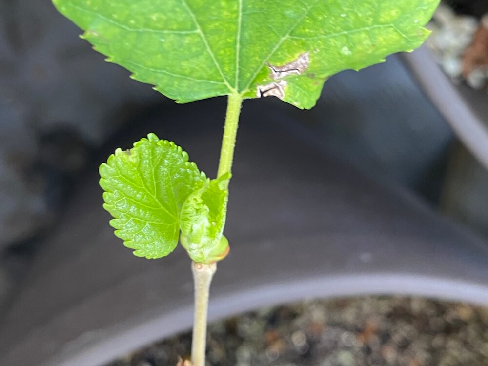 マルベリーの新芽