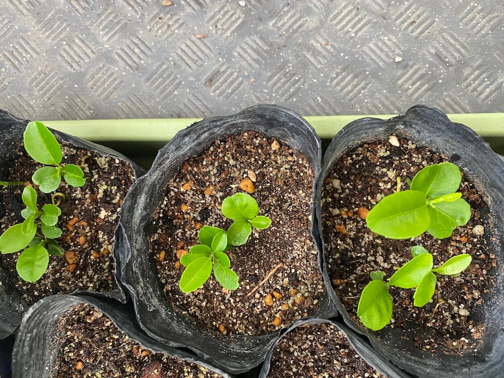 沖縄みかんの様子