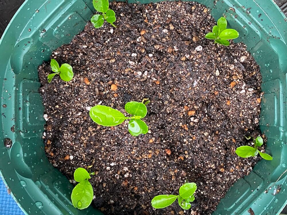 植木鉢に植え替えた沖縄みかん