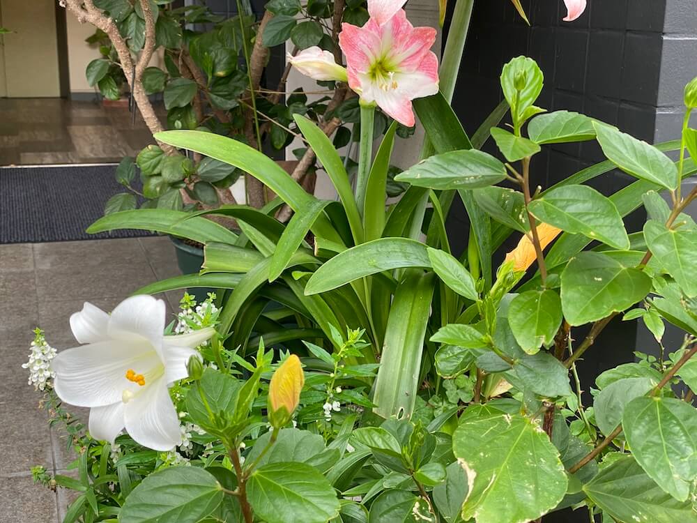 白いテッポウユリの花とアマリリス