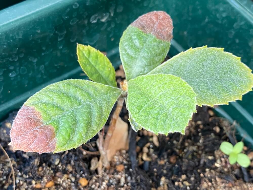 復活したビワの葉っぱ